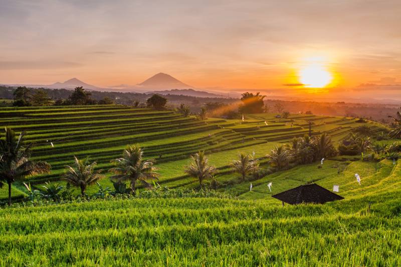 Indonesia - Bali - Le Terrazze delle Risaie