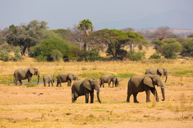 safari Tanzania
