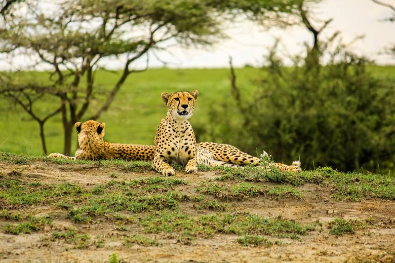 Tanzania  - Parco Nazionale del Tarangire - ghepardi