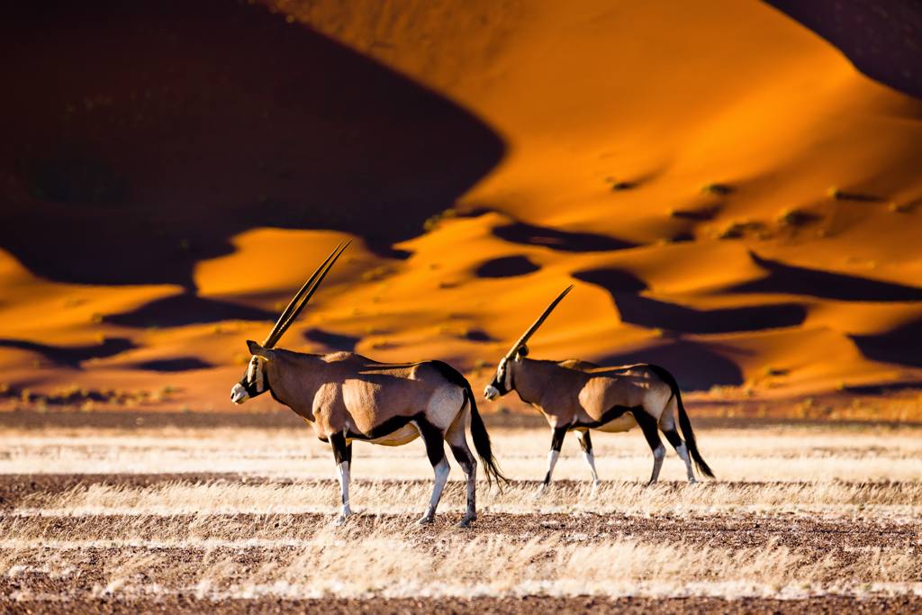 Oryx davanti alle dune di Sossusvlei