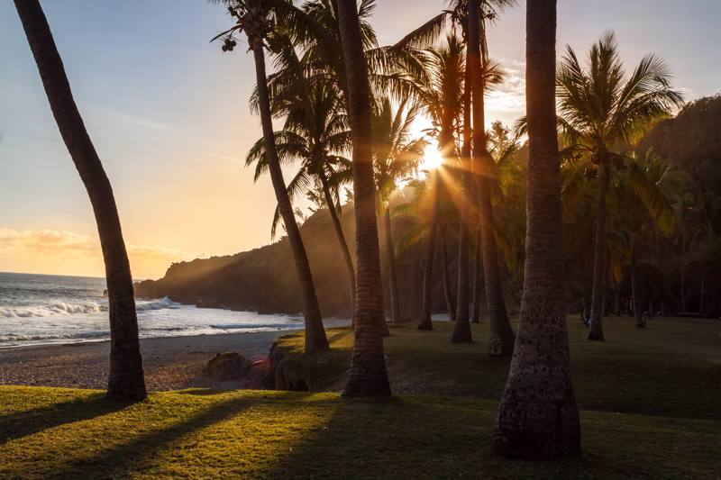 Palma sulla spiaggia al tramonto. Isola della Reunion