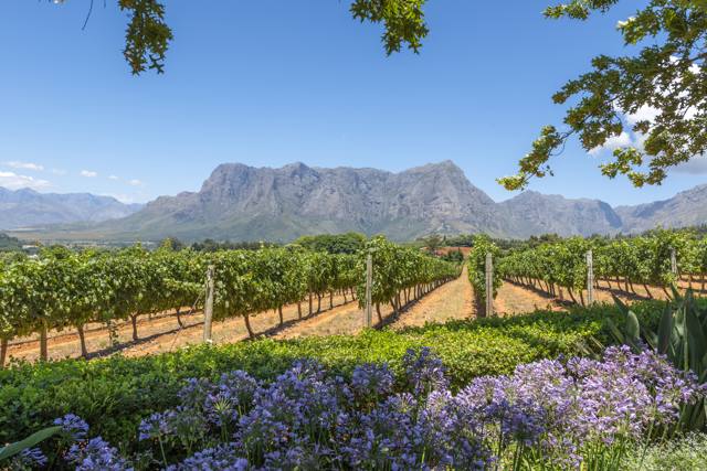 Sudafrica - Winelands - Vigneto