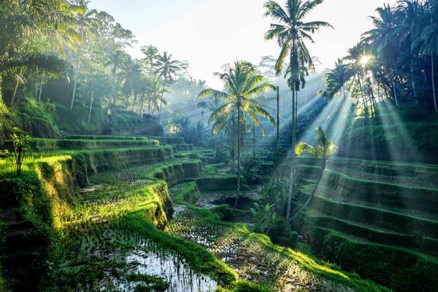 Indonesia - Bali - Le Terrazze delle Risaie 