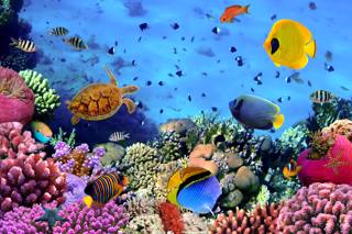 Egitto Marsa Matrouh colonia di coralli  e pesci colorati nel Mar Rosso