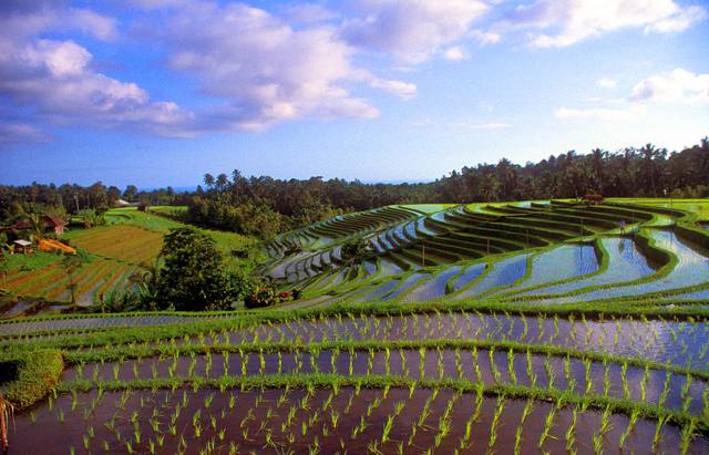 Indonesia - Bali - Risaie