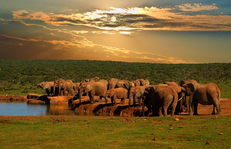 Tanzania  -Serengeti National Park - elefanti