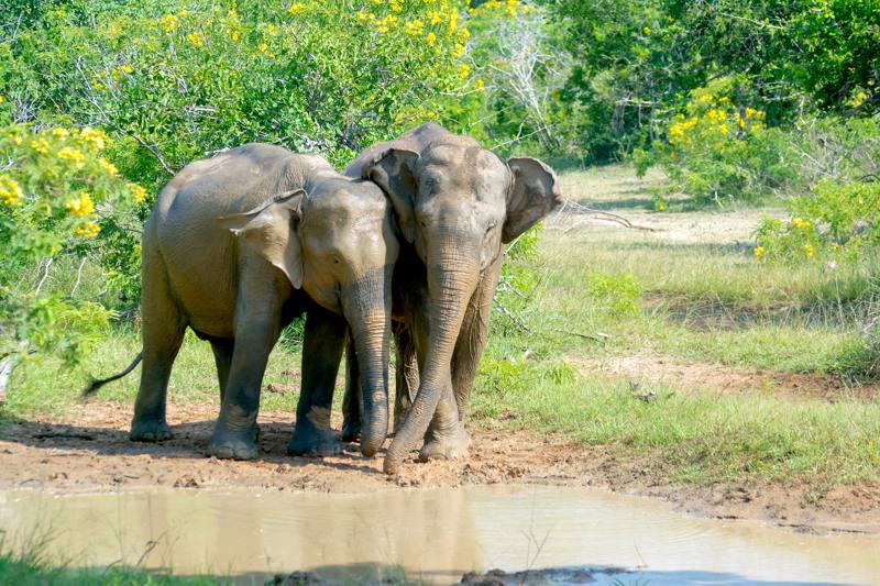 Sri Lanka - Elefanti 