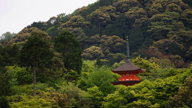 Giappone  - Kyoto pagoda in mezzo alla foresta