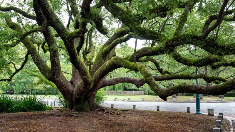 Giappone  - Kyoto albero secolare