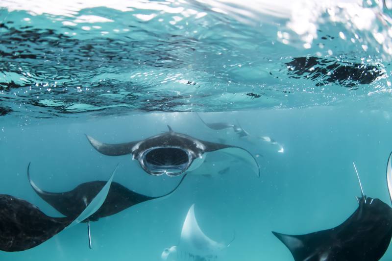 Maldive  Four Seasons - Landaa Giraavaru - Manta