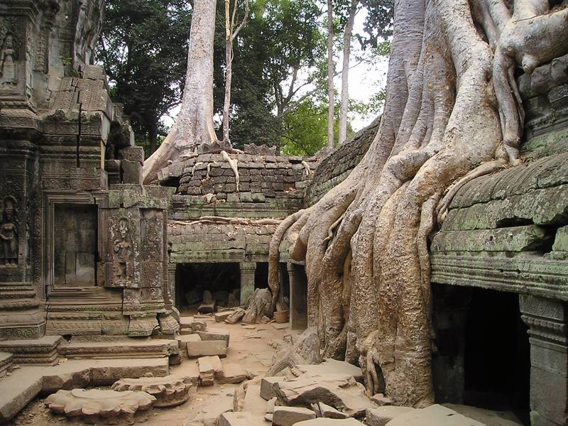 Tempio di Ta Prohm - Siem Reap - Cambogia