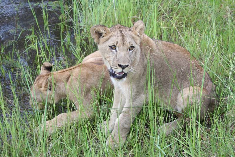 Zambia  David Livingstone Safari lodge & Spa