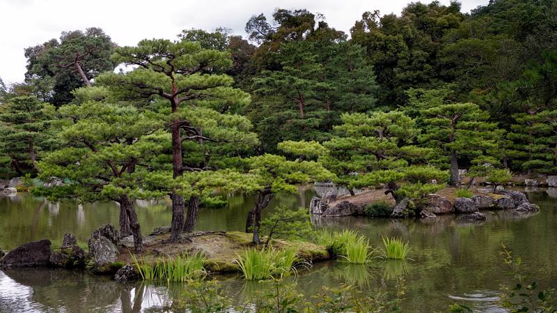 Giappone  - Kyoto Tempio Kinkakuji giardino