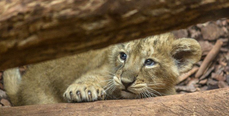 Cucciolo di leone.