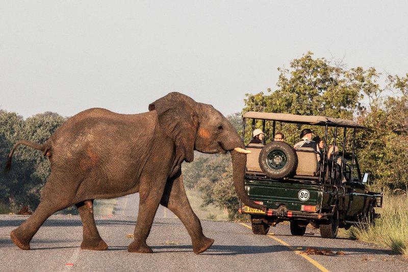 Chobe Safari Lodge - safari su 4x4 all