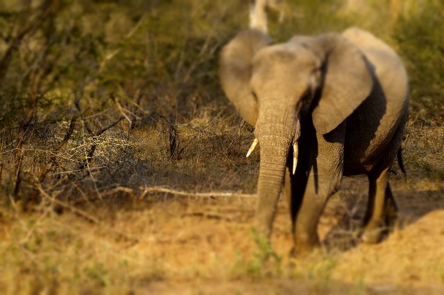 Elefante
