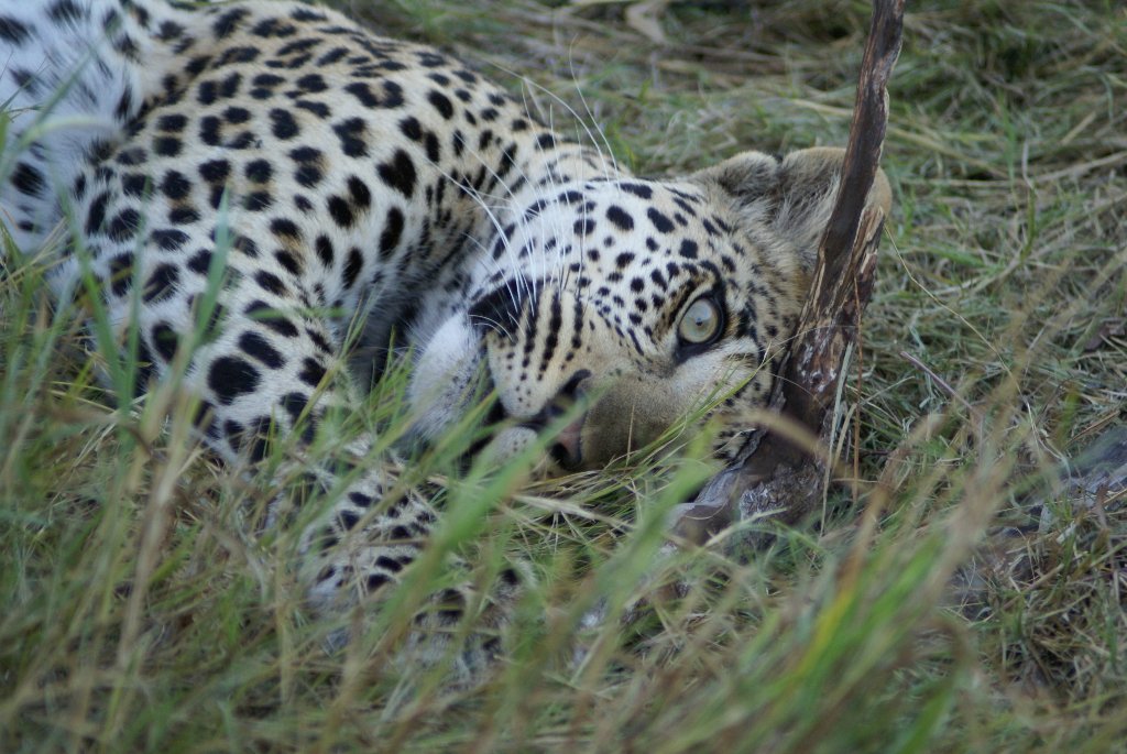 Okavango Delta & Chobe - 4 notti