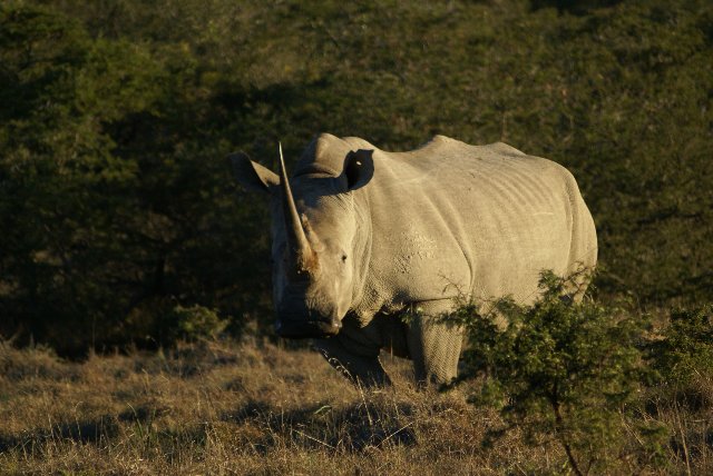 Rinoceronte