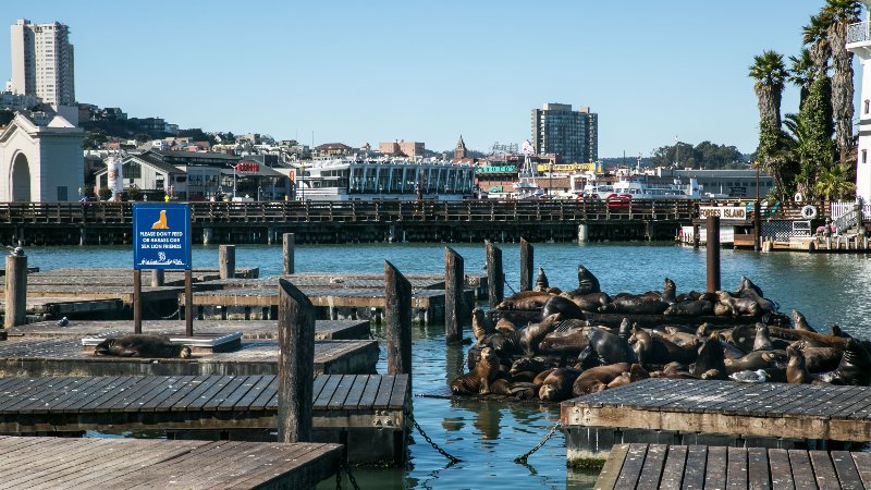 Stati Uniti  - San Francisco Pier 39