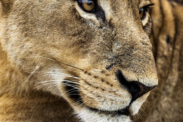 Sudafrica  - Kruger Singita Sweni