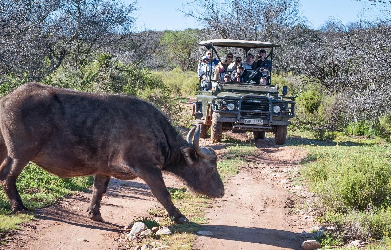 Sudafrica  - Oudtshoorn Buffelsdrift Game Lodge - Safari di gruppo in jeep