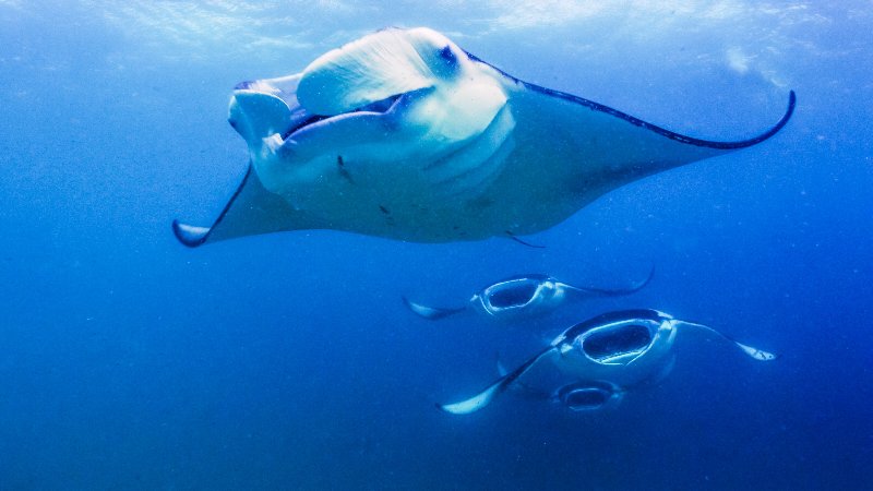 Maldive Anantara - Kihavah Villas - Snorkeling con le mante