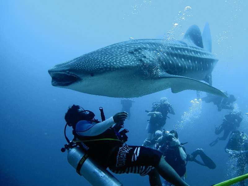 Maldive  Constance Moofushi Maldives - Squalo Balena 