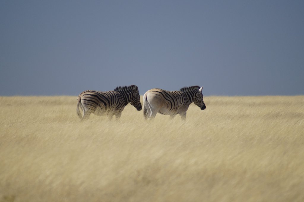 Namibia - Parco Etosha