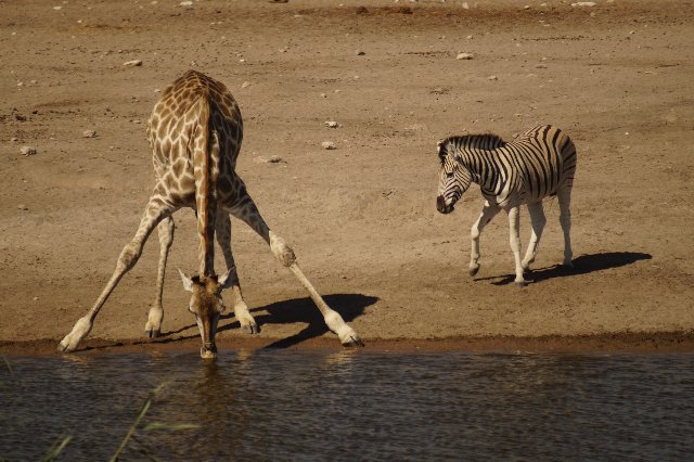 Parco Etosha