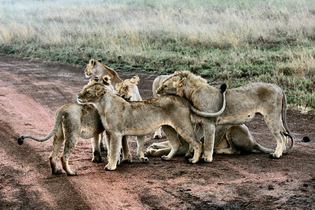 Tanzania  - Parco Nazionale del Serengeti - Cuccioli di leone