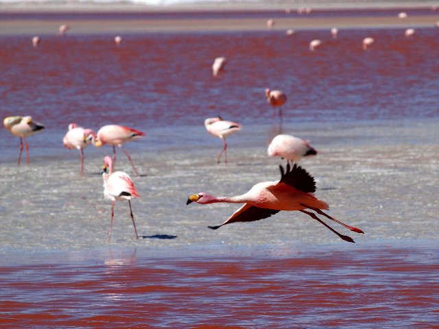 Bolivia  - Salar de Uyuni - Laguna Colorada