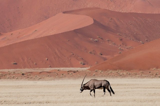 Namibia  - Sossusvlei - Orice davanti alle dune di Sossusvlei