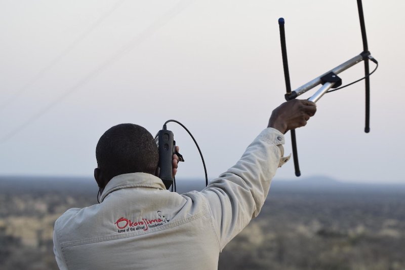 Namibia  - Otjiwarongo - Okonjima Plains Camp - tracker alla ricerca del segnale dei radiocollari 