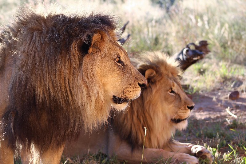 Namibia  - Otjiwarongo - Okonjima Plains Camp - leoni nella riserva  