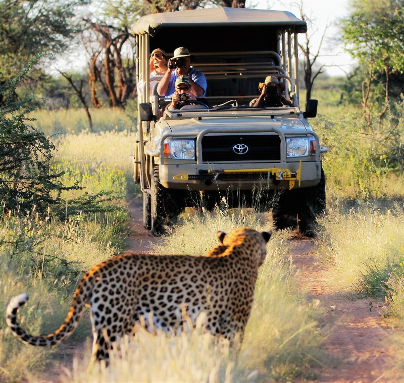 Namibia  - Otjiwarongo - Okonjima Plains Camp - Safari a bordo di 4x4