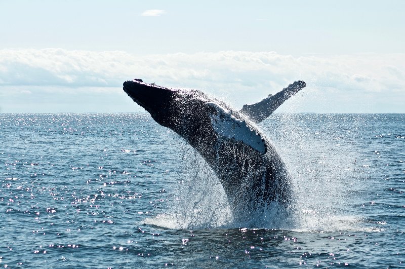 Stati Uniti - Boston Avvistamento delle balene