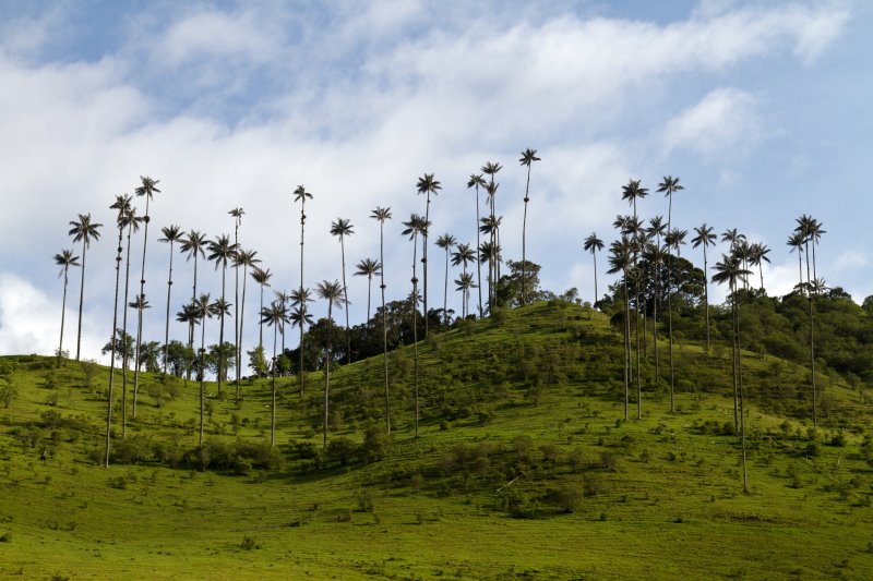 Colombia - Valle del Cocora