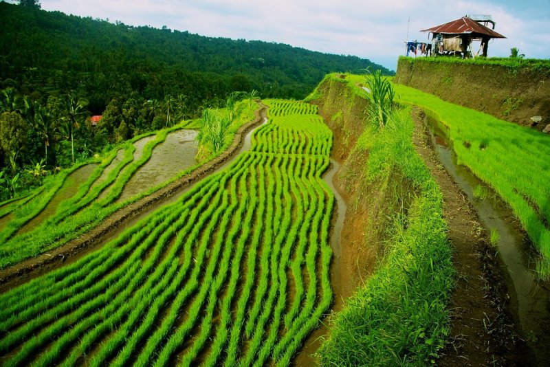 Indonesia - Bali- Risaie