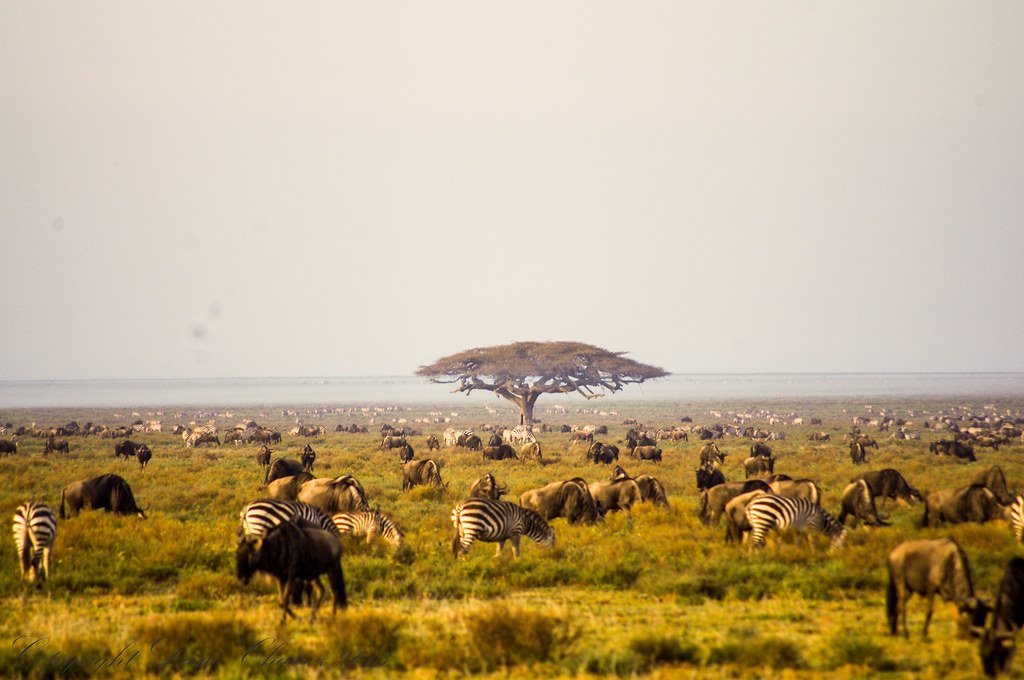 L'essenza della Tanzania - Minitour di 3 giorni/2 notti