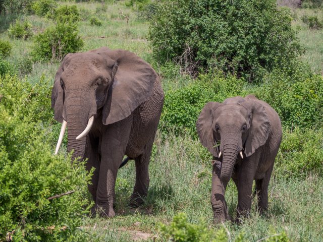 Tanzania -  Parco Nazionale del Tarangire - Elefanti