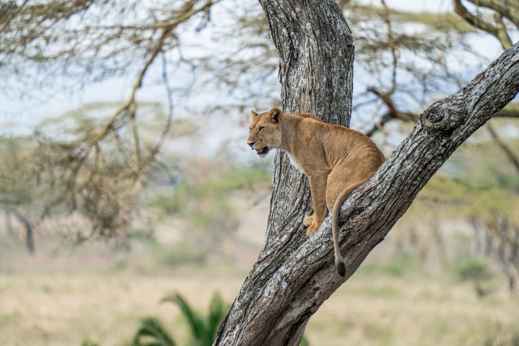 Tarangire Ngorongoro Serengeti Experience - Tour di 4 giorni/3 notti