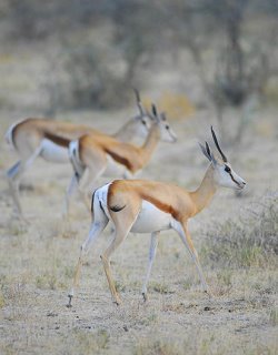 Namibia - Okahandja - Midgard Country Estate