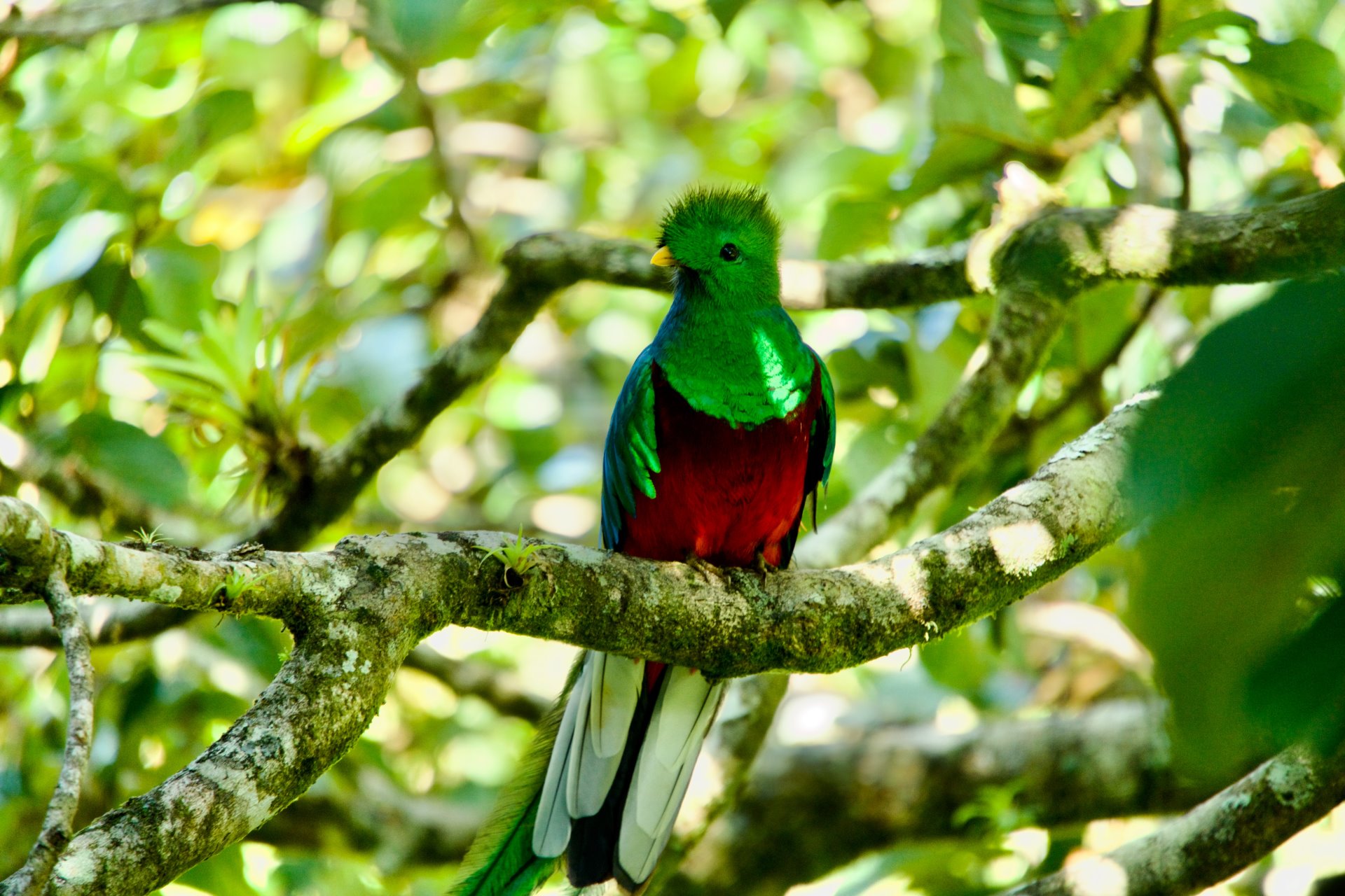 Guatemala - Quetzal