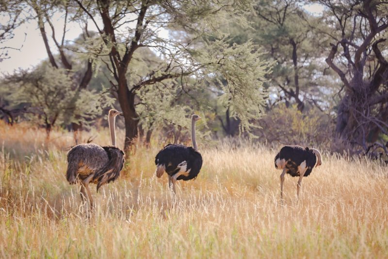 Namibia - Greater Windhoek - Okapuka Safari Lodge