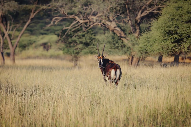 Namibia - Greater Windhoek - Okapuka Safari Lodge