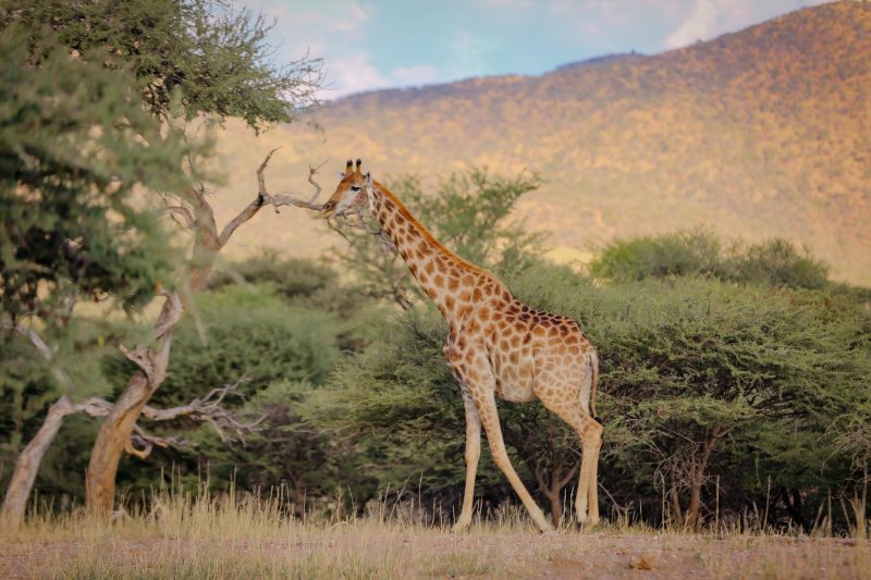 Namibia - Greater Windhoek - Okapuka Safari Lodge