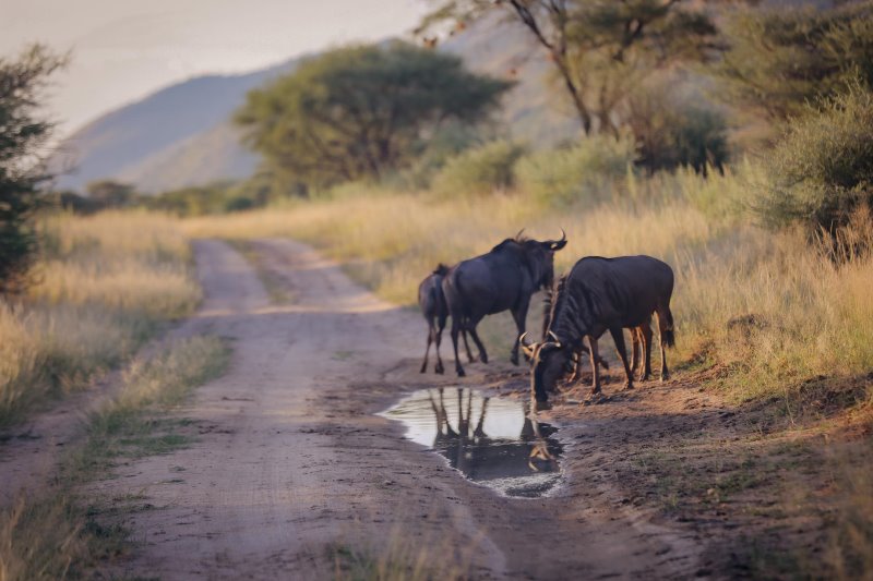 Namibia - Greater Windhoek - Okapuka Safari Lodge