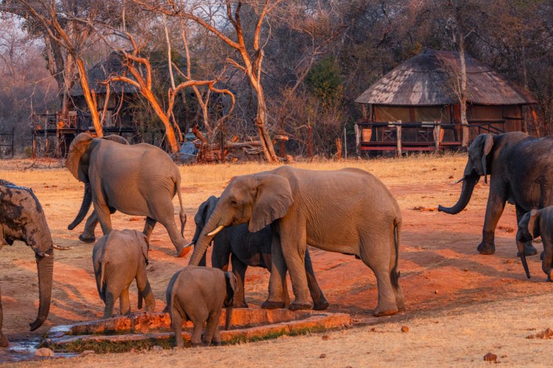 Zimbabwe - Hwange - Ivory Lodge