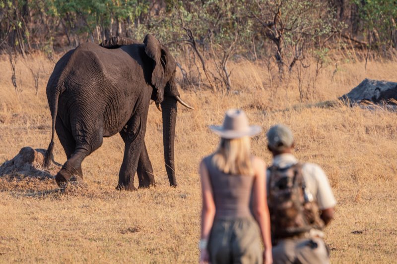 Zimbabwe - Hwange - Ivory Lodge