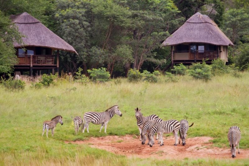 Zimbabwe - Hwange - Ivory Lodge